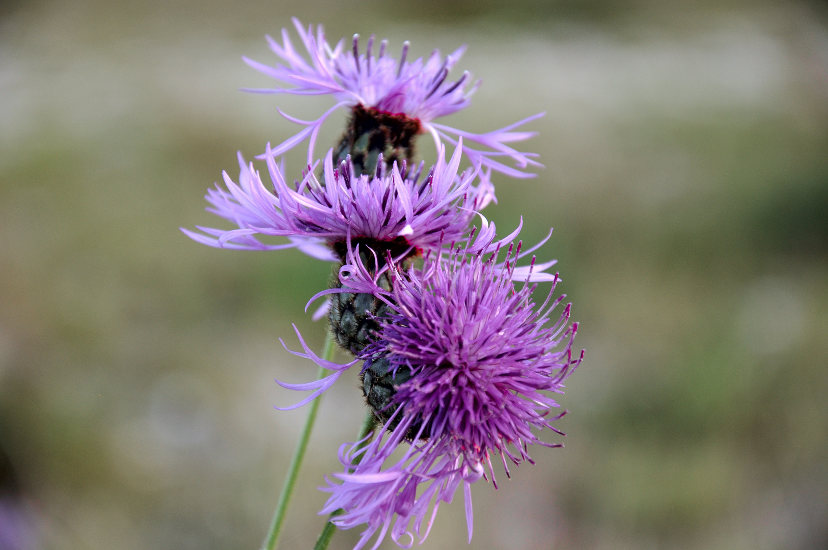 Farbenfrohe Natur