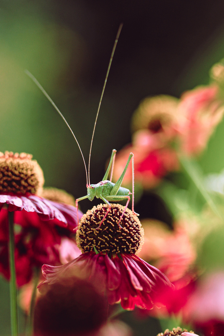 Farbenfrohe Natur