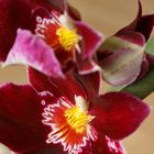 farbenfrohe Orchidee