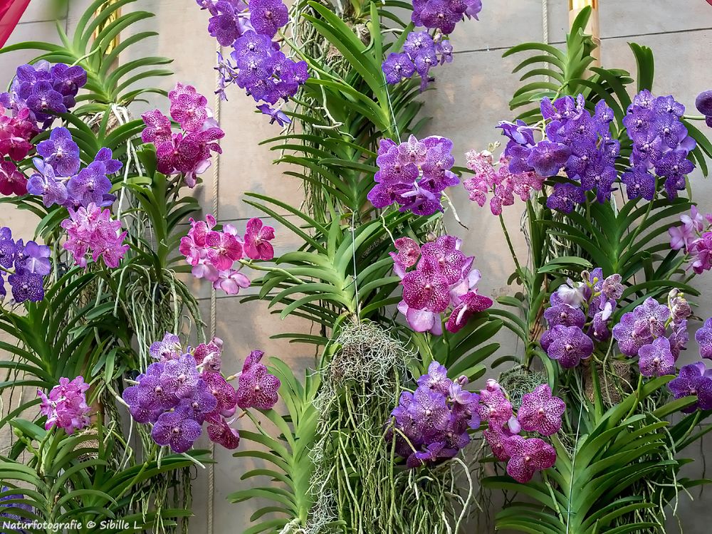 Farbenfrohe Orchideen