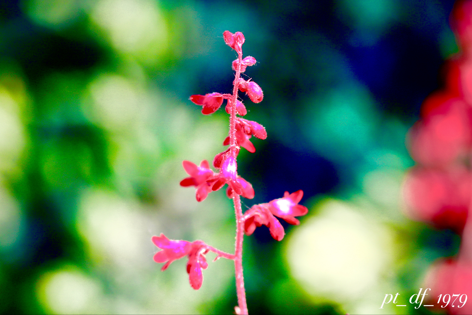 Farbenfrohe Pflanzen- und Blumenwelt