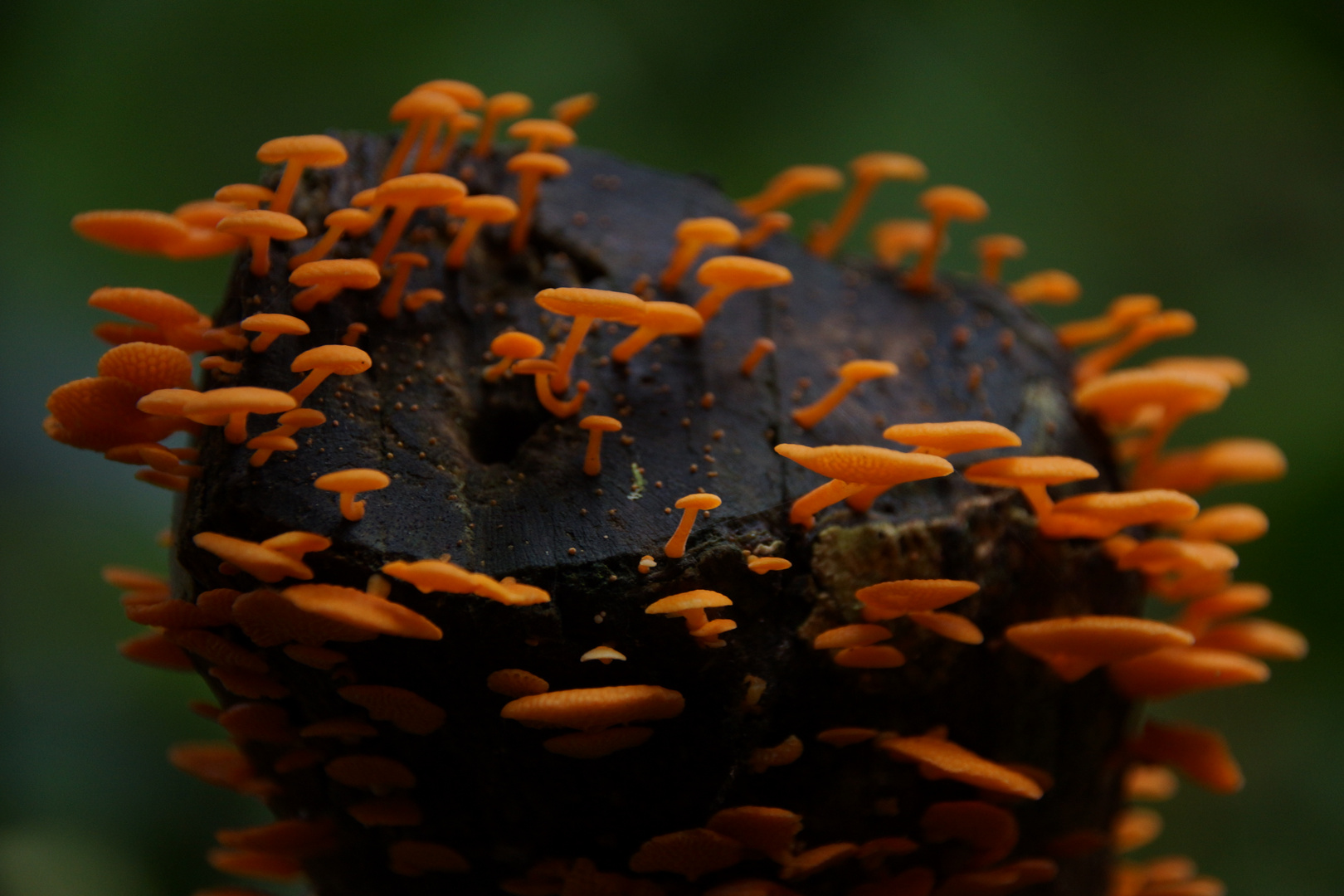 Farbenfrohe Pilze im Regenwald Neuseelands