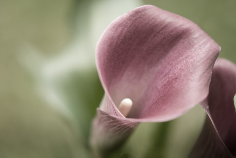 Farbenfrohe Schönheit