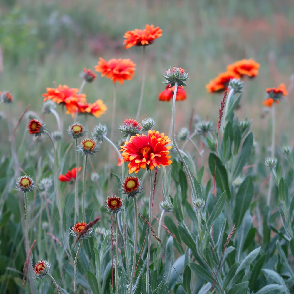Farbenfrohe Sommerblume . . . Foto & Bild sommer, outdoor, natur