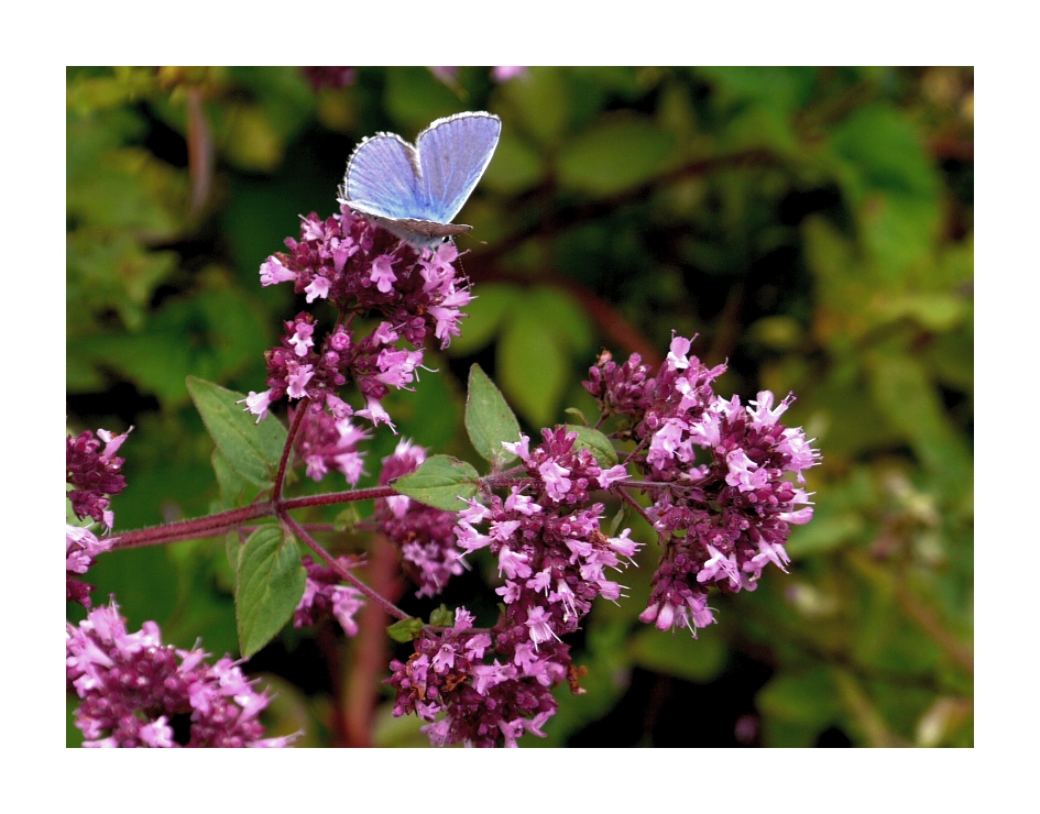 farbenfrohe Sommerfreude