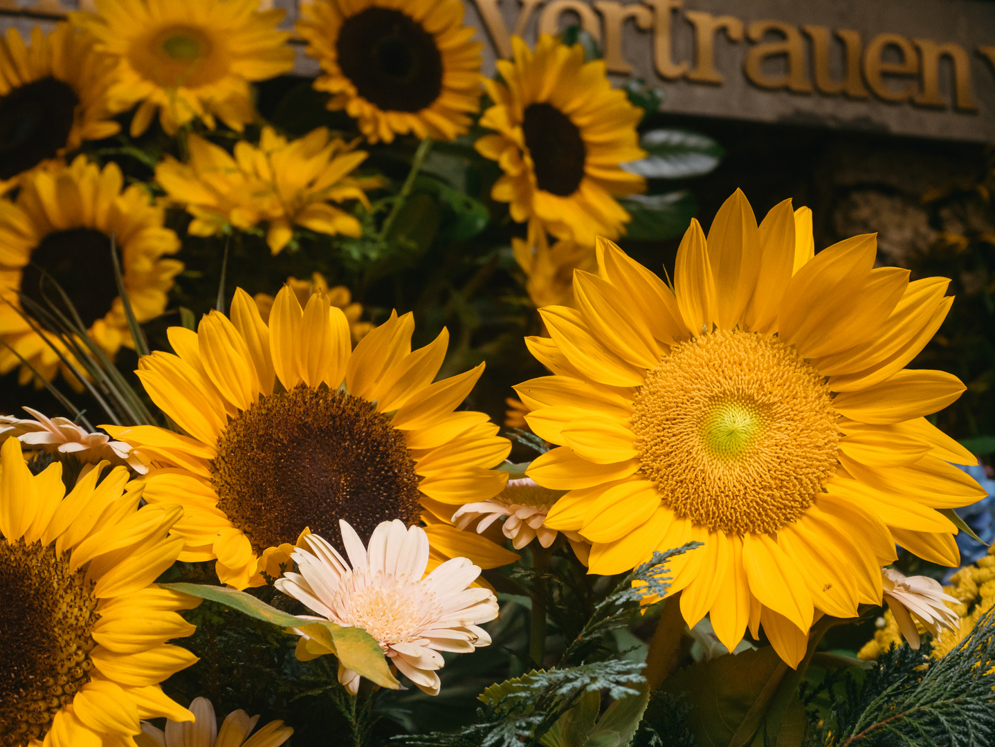 Farbenfrohe Sonnenblumen