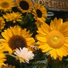 Farbenfrohe Sonnenblumen