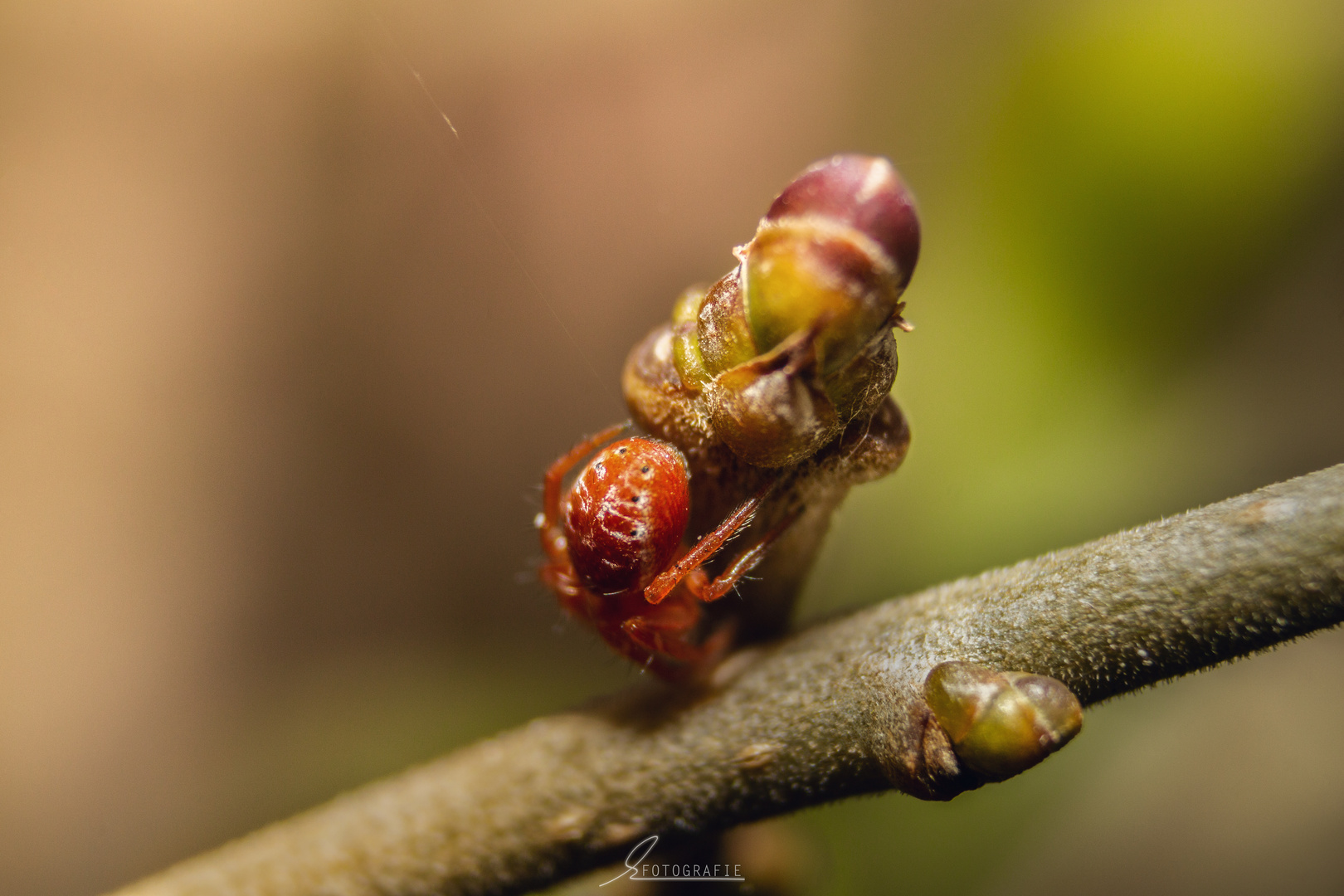 Farbenfrohe Spinnenwelt