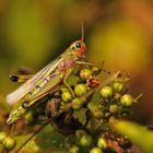 Farbenfrohe Sumpfschrecken statt Lungenenzian