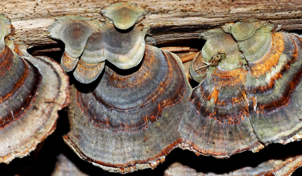 Farbenfrohe Trameten auf altem Holz ...