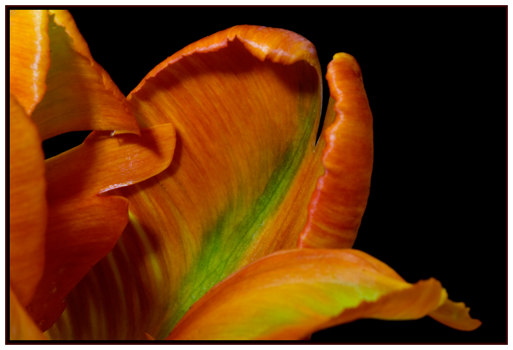 Farbenfrohe Tulpe