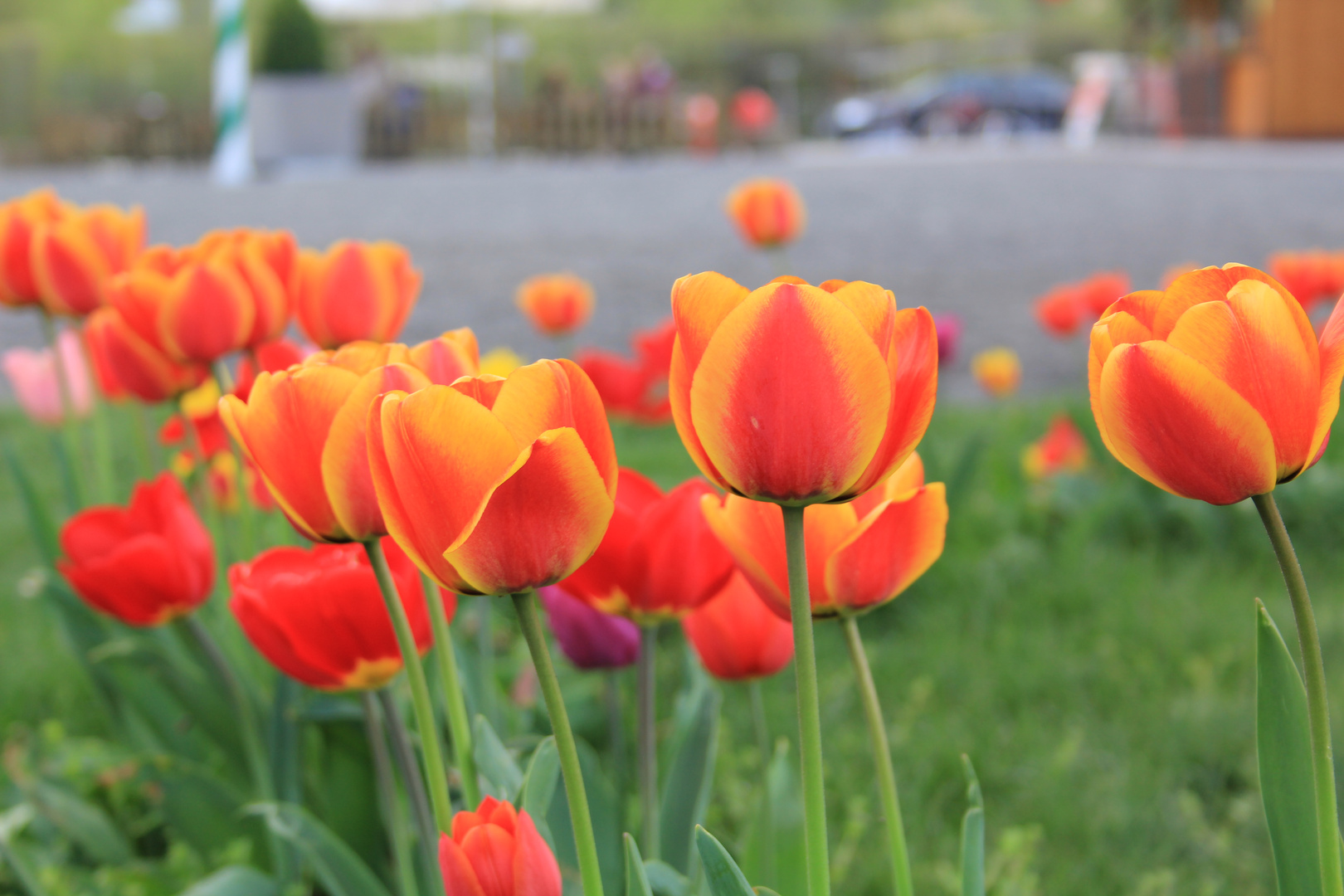 farbenfrohe Tulpen