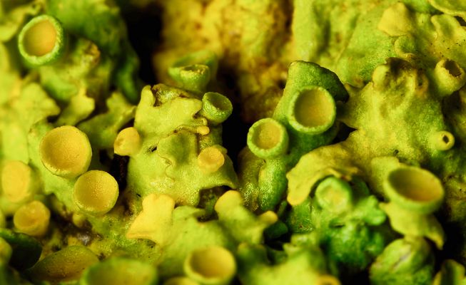 FARBENFROHE ÜBERLEBENSKÜNSTLERIN