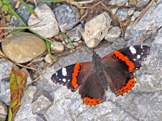 Farbenfrohe Überraschung ...
