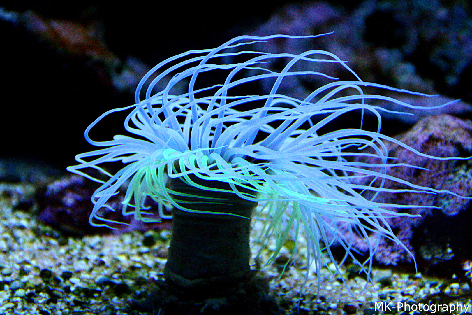 Farbenfrohe Unterwasserwelt