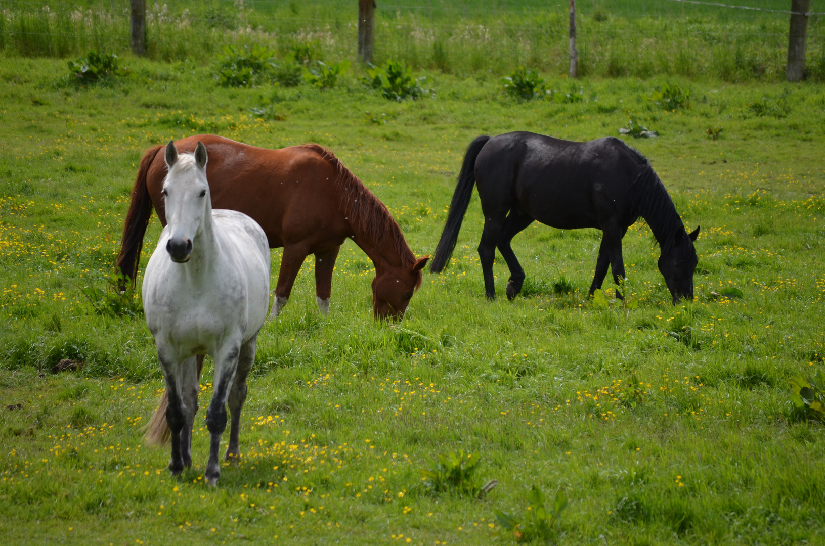 farbenfrohe Vielfalt