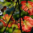 ~~~ farbenfrohe Weinberge ~~~