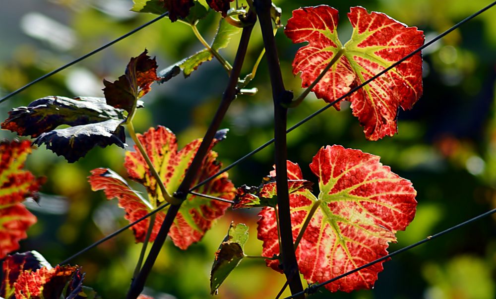 ~~~ farbenfrohe Weinberge ~~~