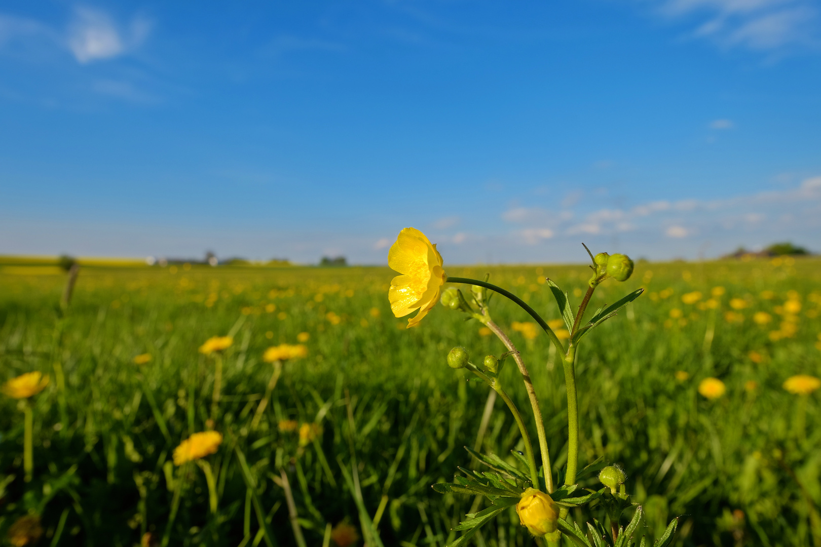 Farbenfrohe Wiese