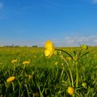 Farbenfrohe Wiese