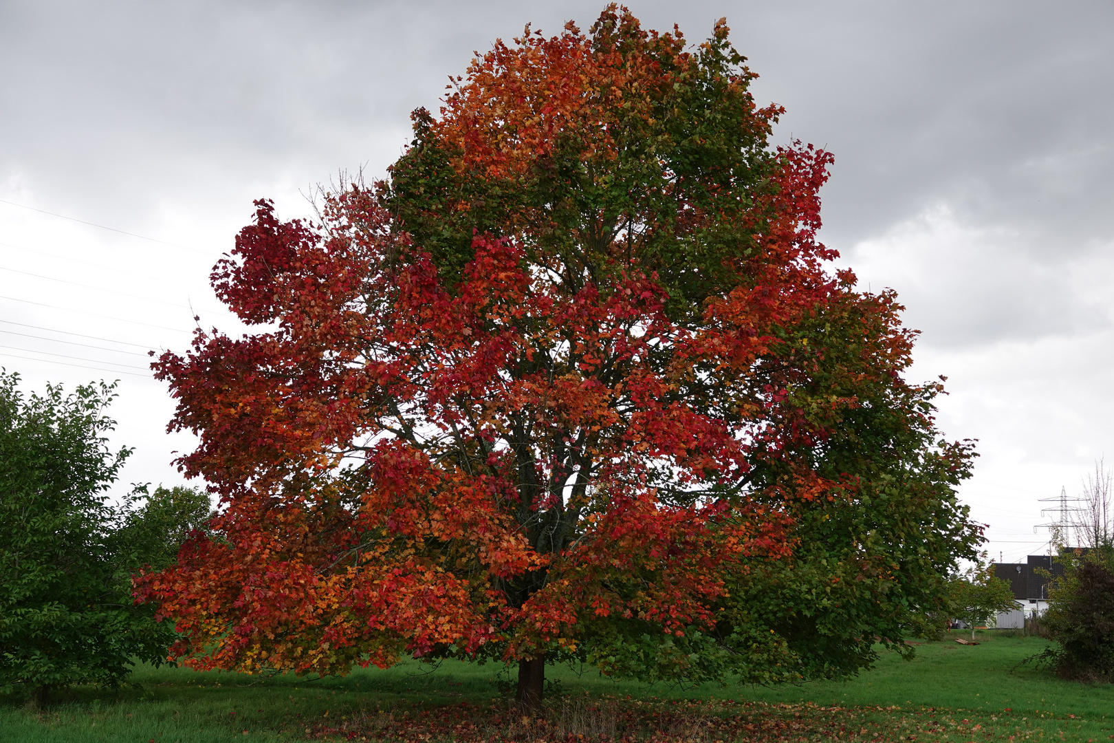 Farbenfroher Ahorn Foto & Bild jahreszeiten, herbst, natur Bilder auf
