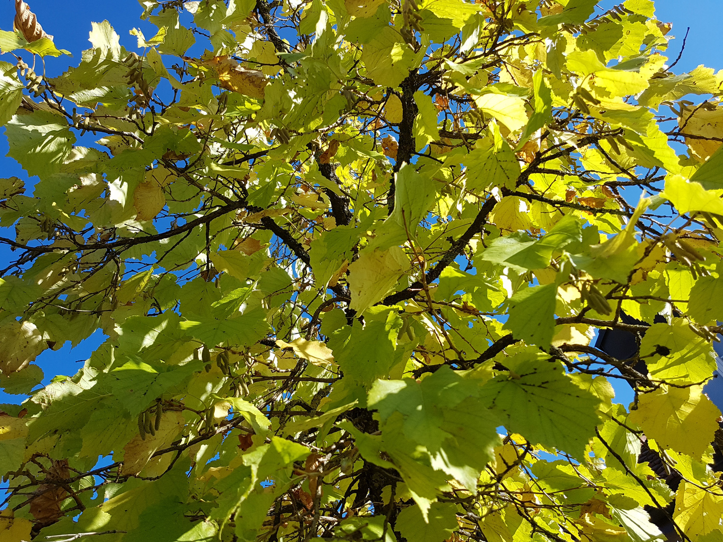 Farbenfroher Baum