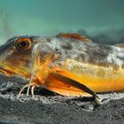 Farbenfroher Fisch im Aquarium