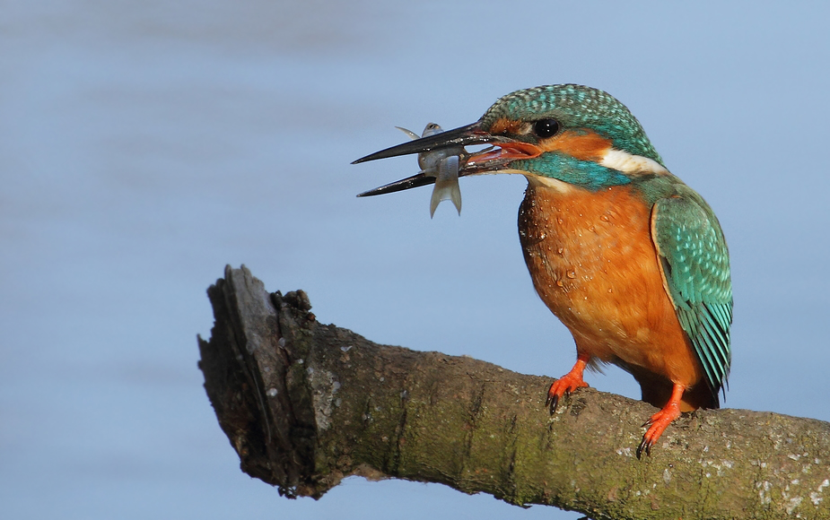 Farbenfroher Fischjäger - der Eisvogel (+ 2 Videos)