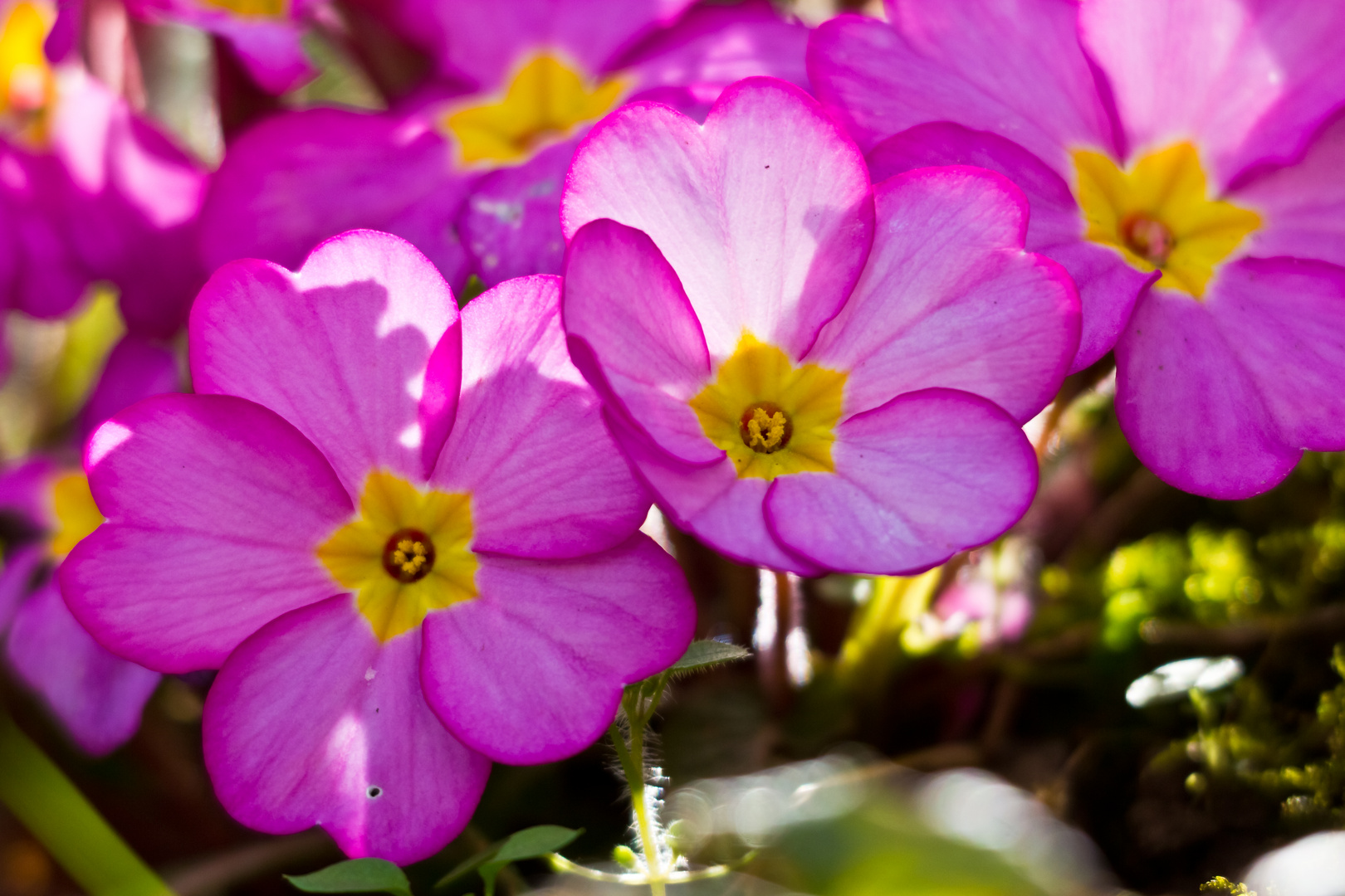 Farbenfroher Fleck im Garten