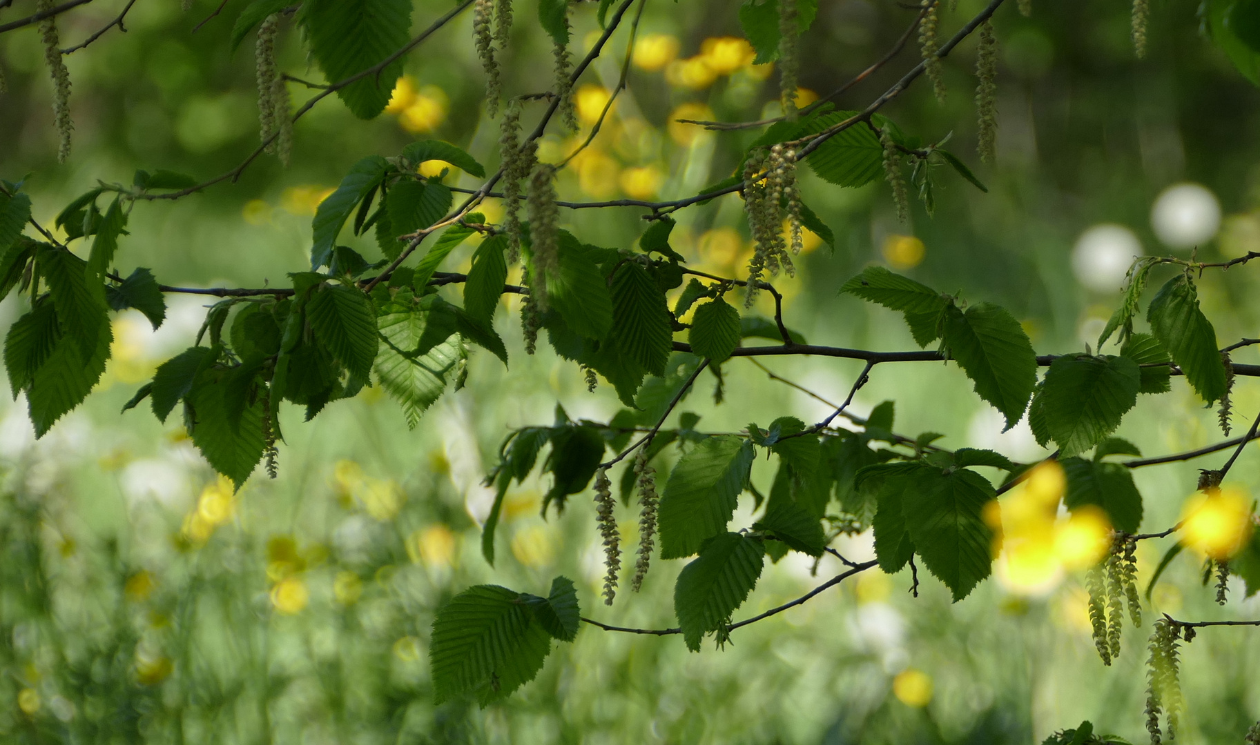 farbenfroher Frühling