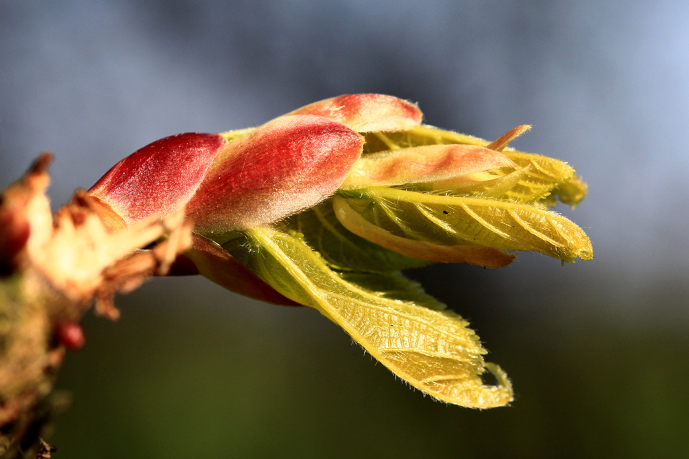 Farbenfroher Frühling