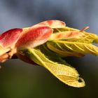 Farbenfroher Frühling