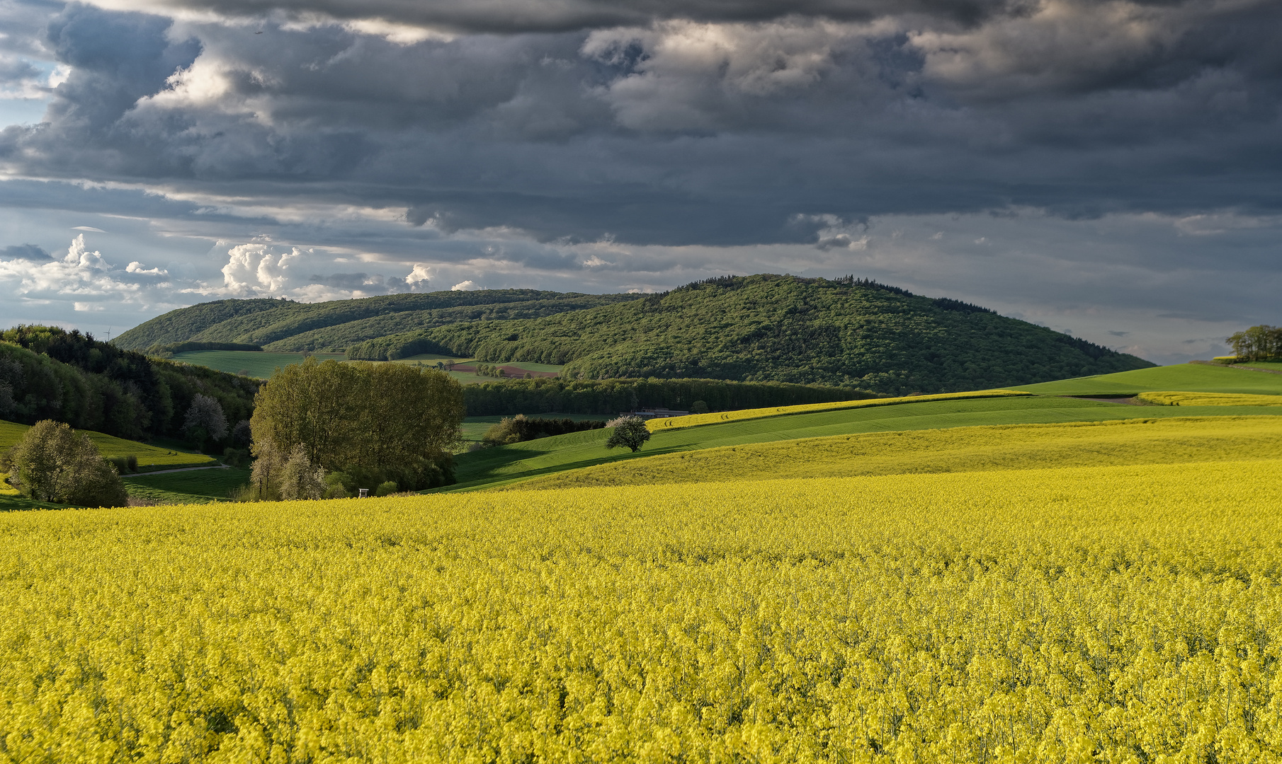 Farbenfroher Frühling in der Westpfalz