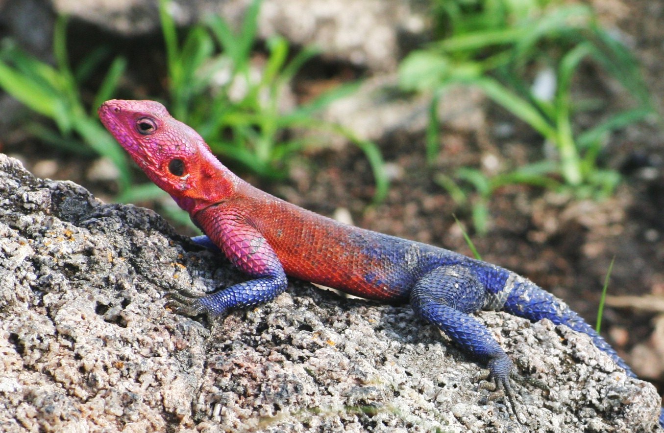 farbenfroher Gecko