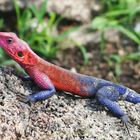 farbenfroher Gecko