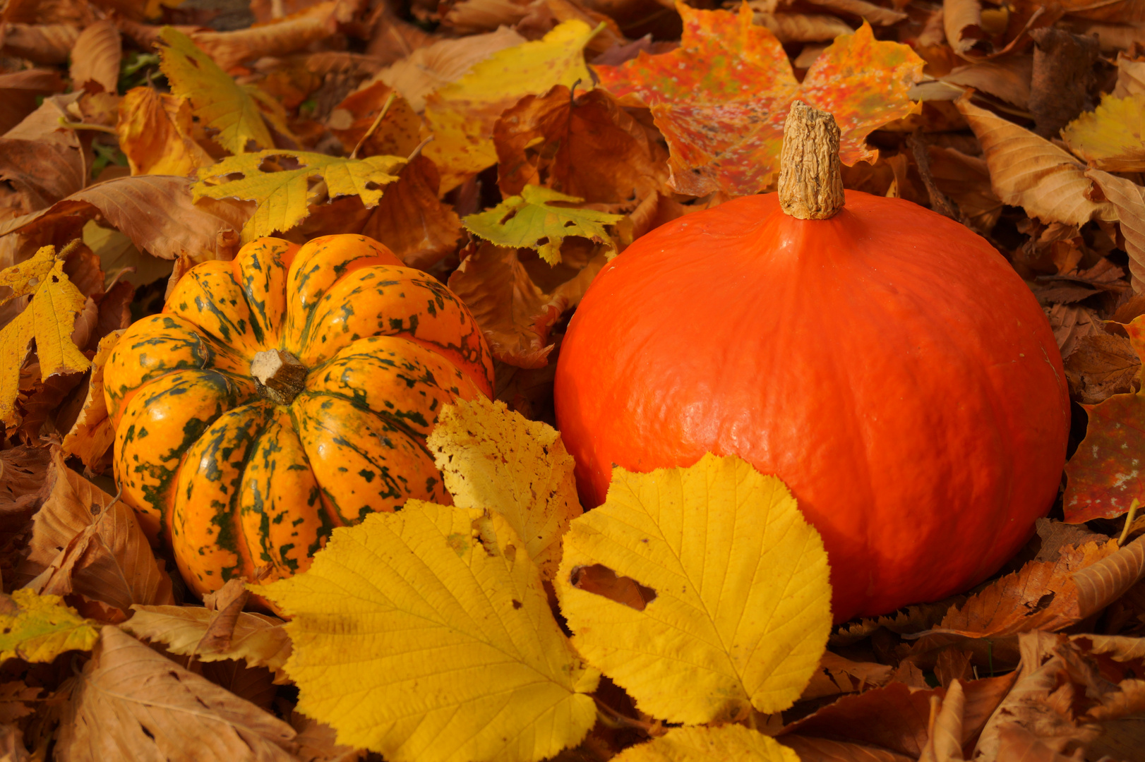 farbenfroher Herbst