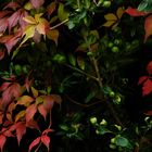 farbenfroher Herbst 1
