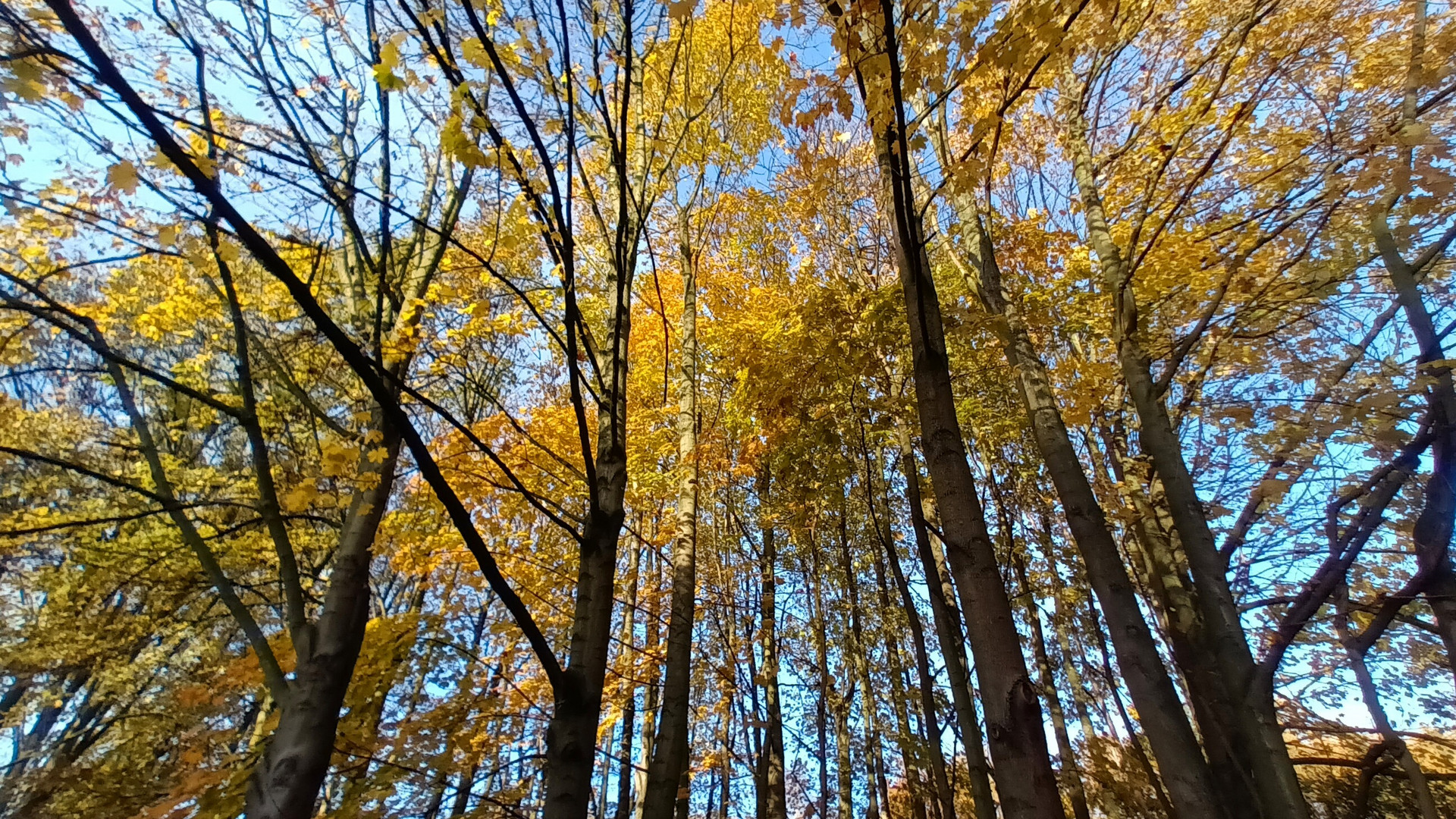 Farbenfroher Herbst