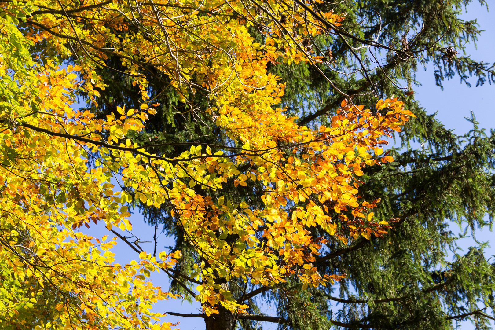 Farbenfroher Herbst