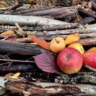 Farbenfroher Herbst