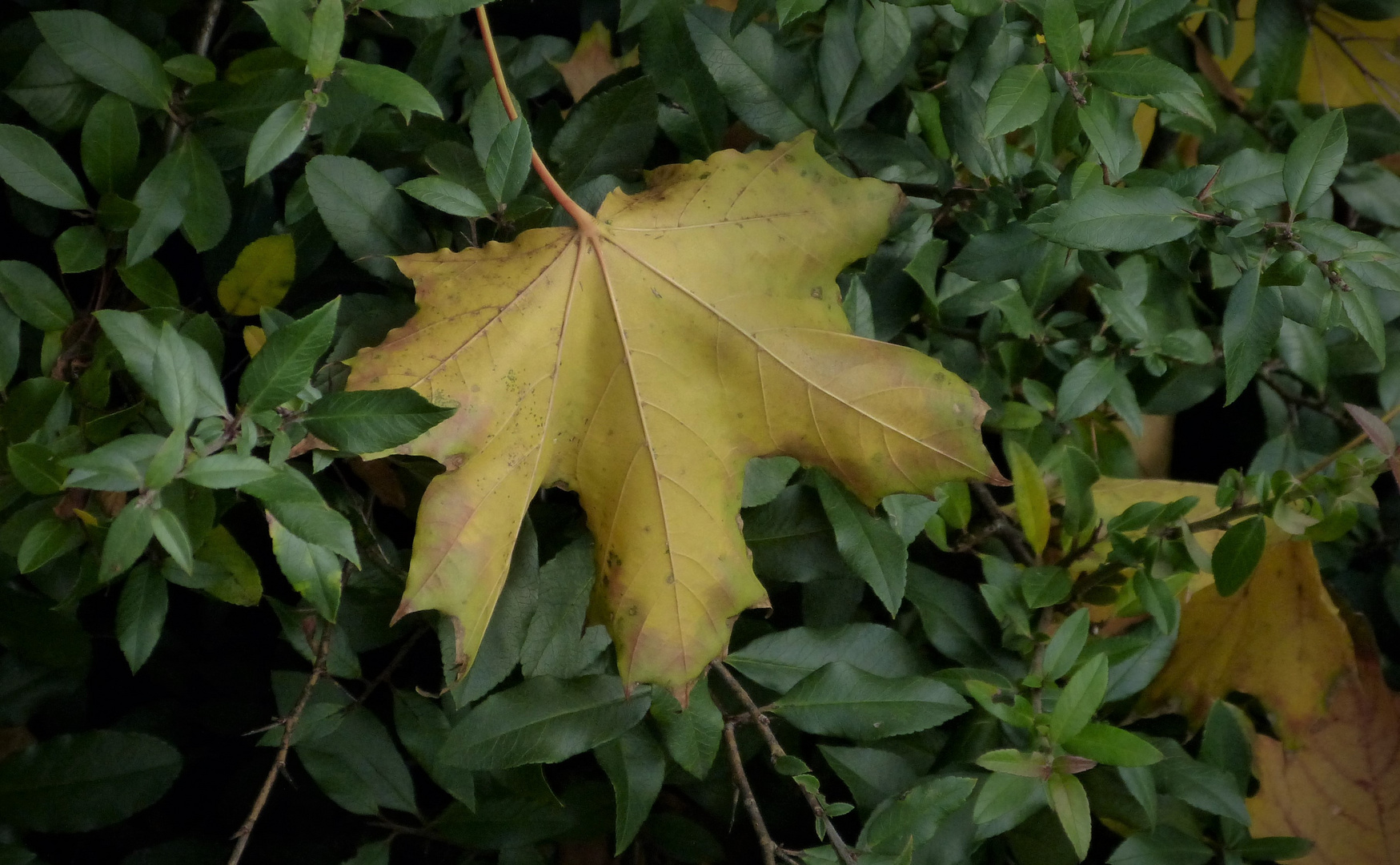 Farbenfroher Herbst,