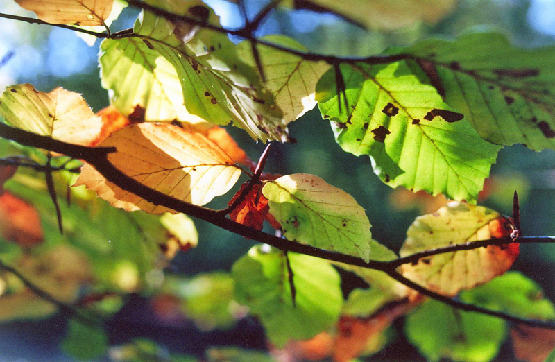 farbenfroher Herbst