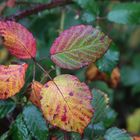 Farbenfroher Herbst