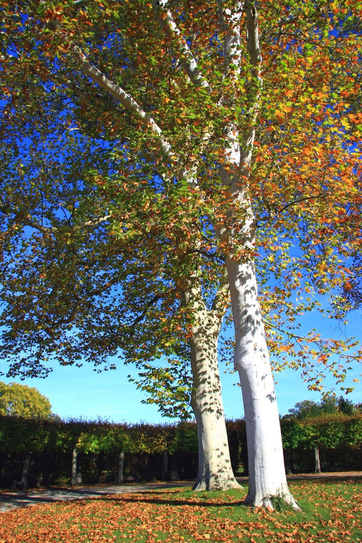 Farbenfroher Herbst