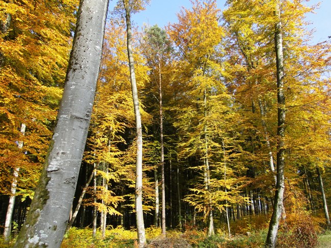 farbenfroher Herbst auch im Gemeindewald....