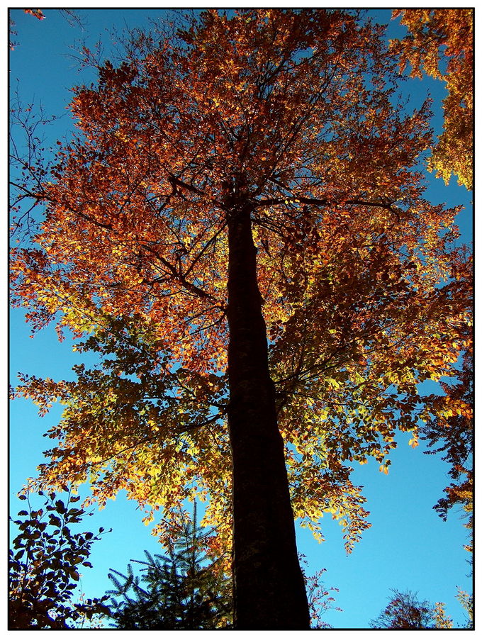 farbenfroher Herbst