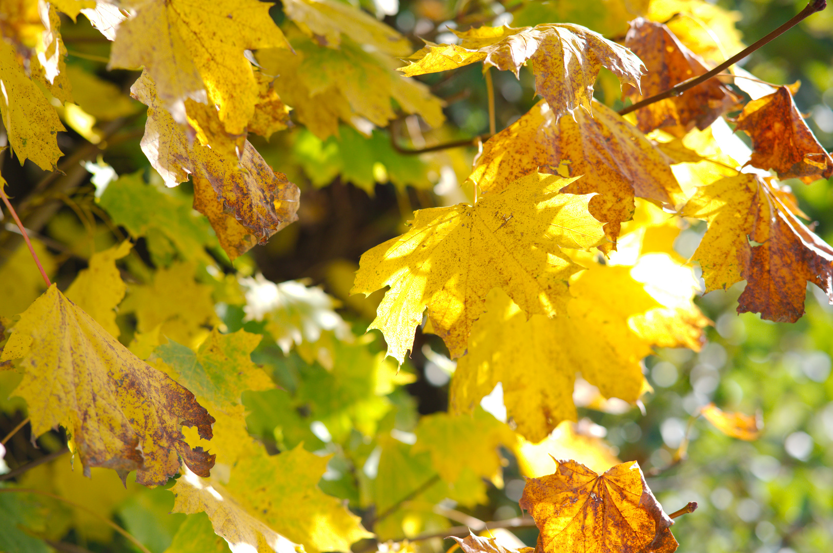 Farbenfroher Herbst 