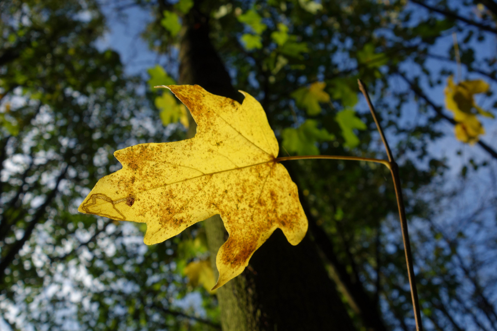 farbenfroher Herbst