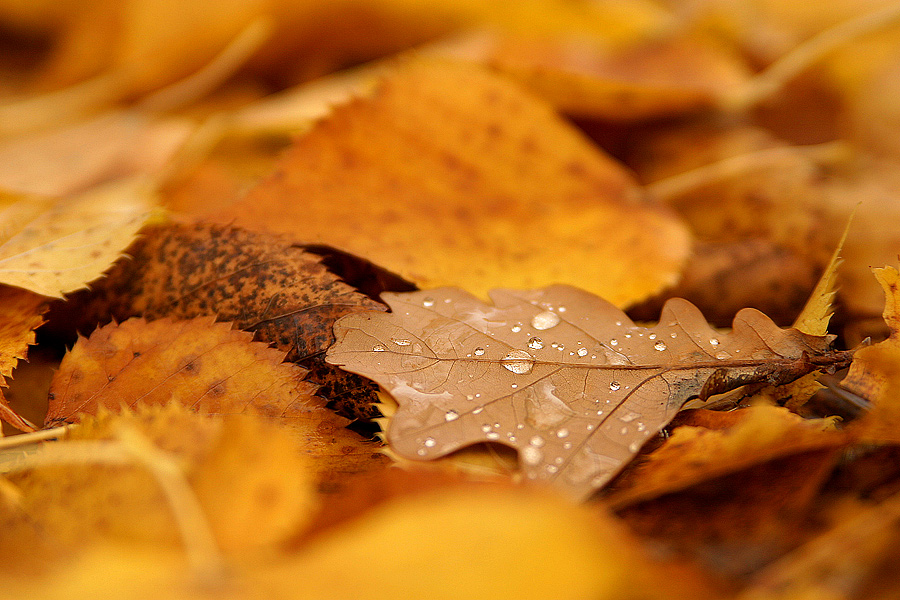 farbenfroher Herbst!