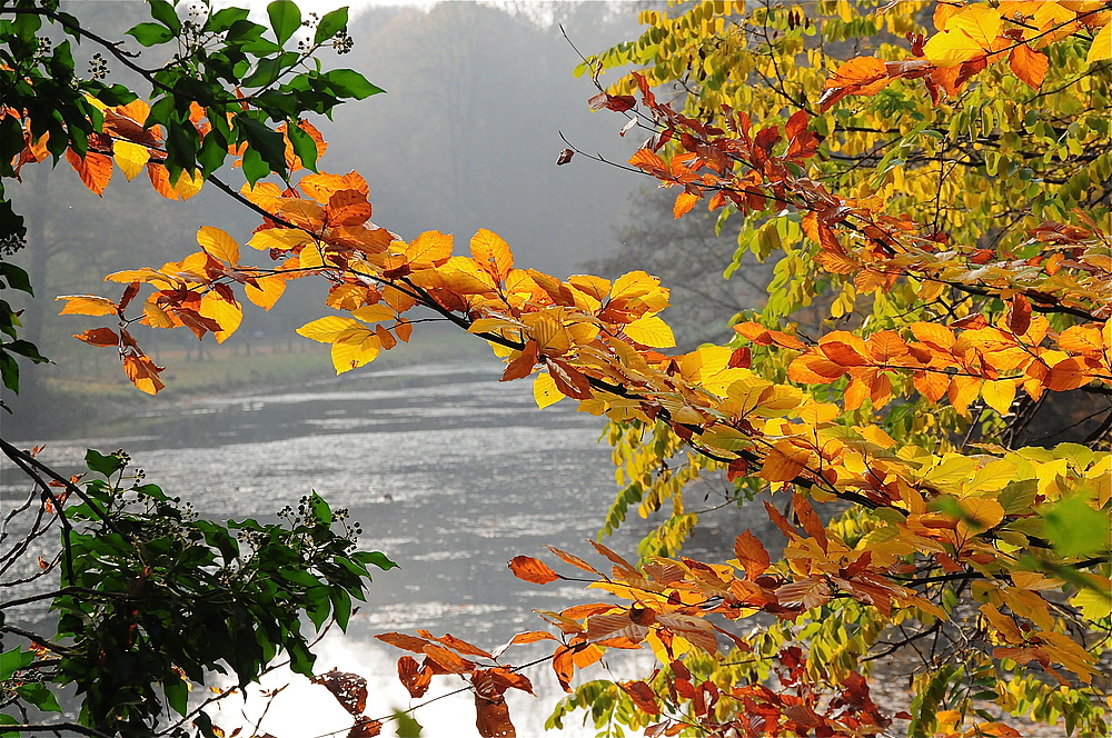 Farbenfroher Herbst